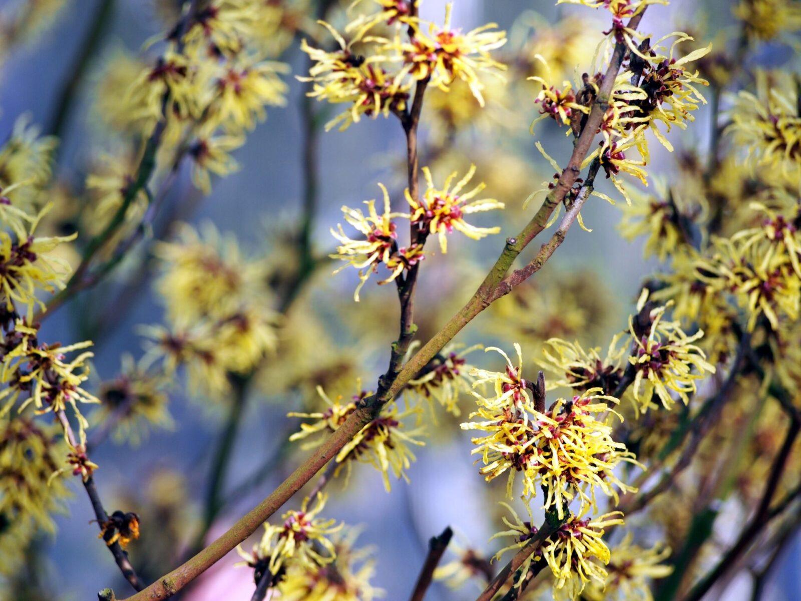 Hamamelis Virginiana - View 12 from www redcrocus com