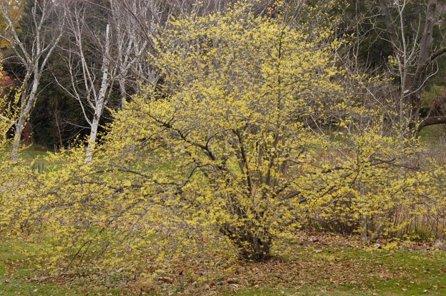 Hamamelis Virginiana - View 14 from www redcrocus com