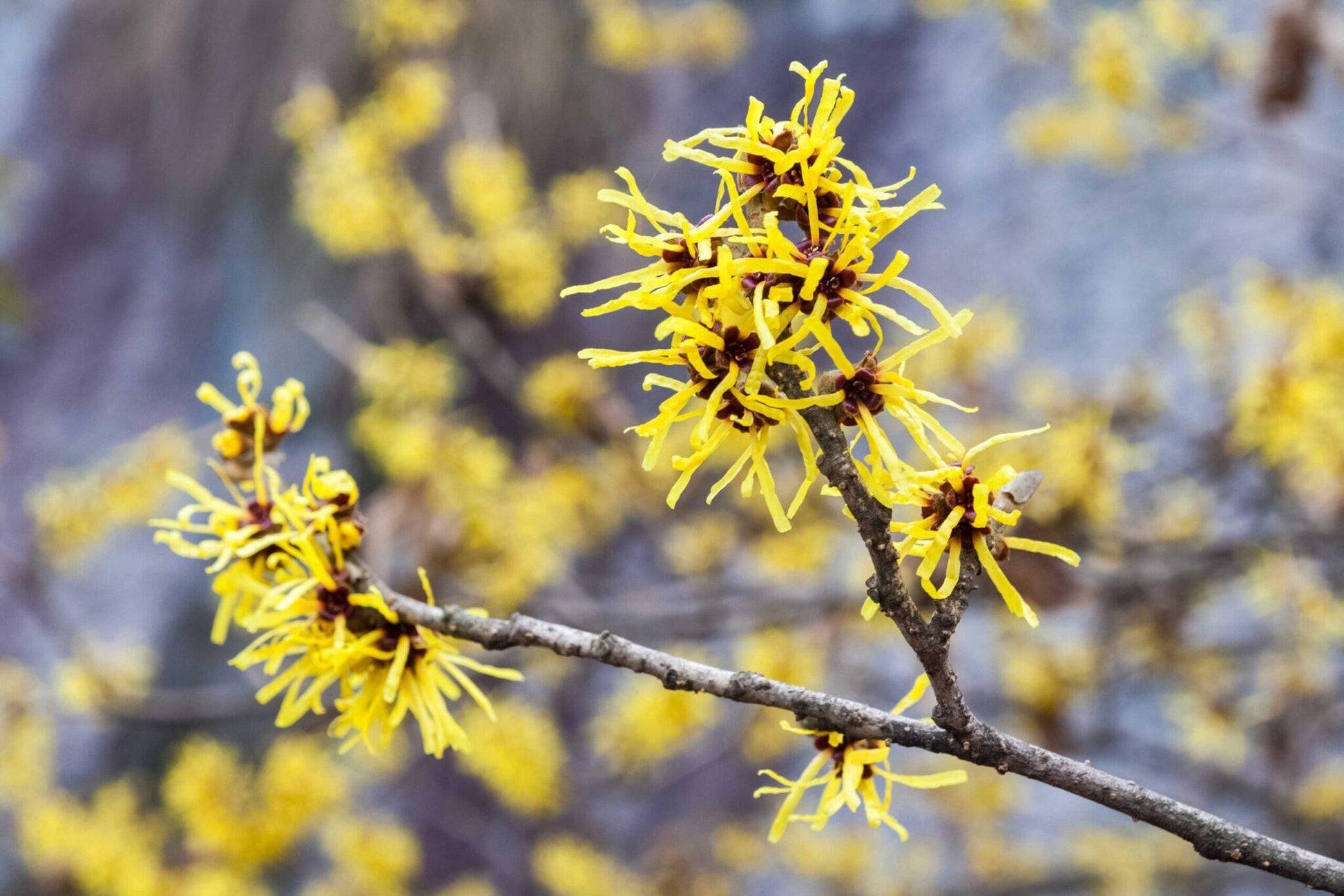 Hamamelis Virginiana - View 16 from www redcrocus com