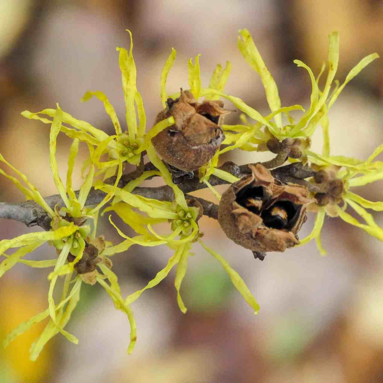 Hamamelis Virginiana - View 17 from www redcrocus com