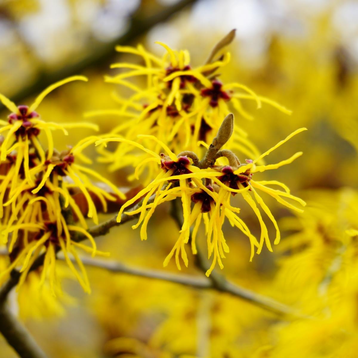 Hamamelis Virginiana - View 18 from www redcrocus com