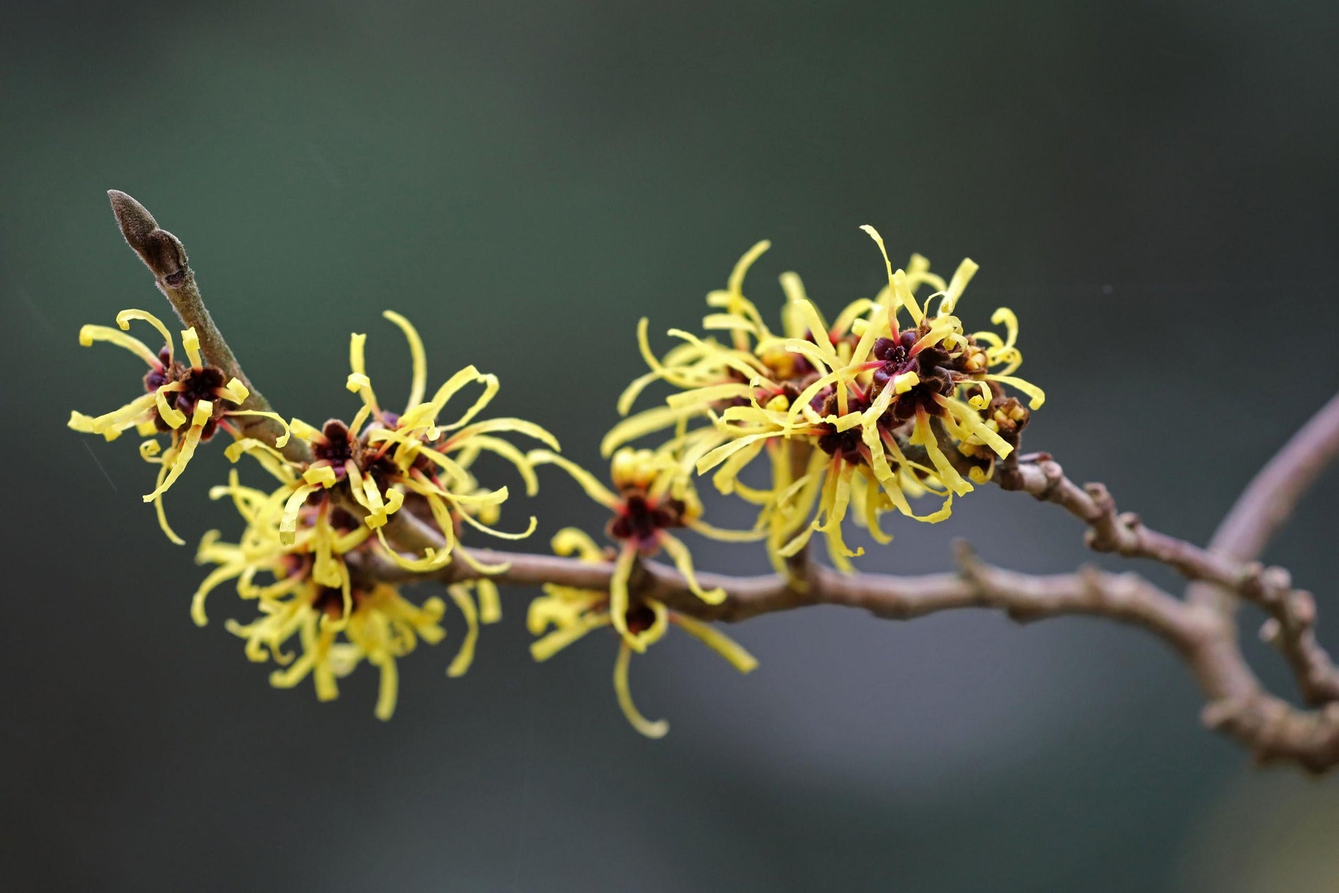 Hamamelis Virginiana - View 19 from www redcrocus com