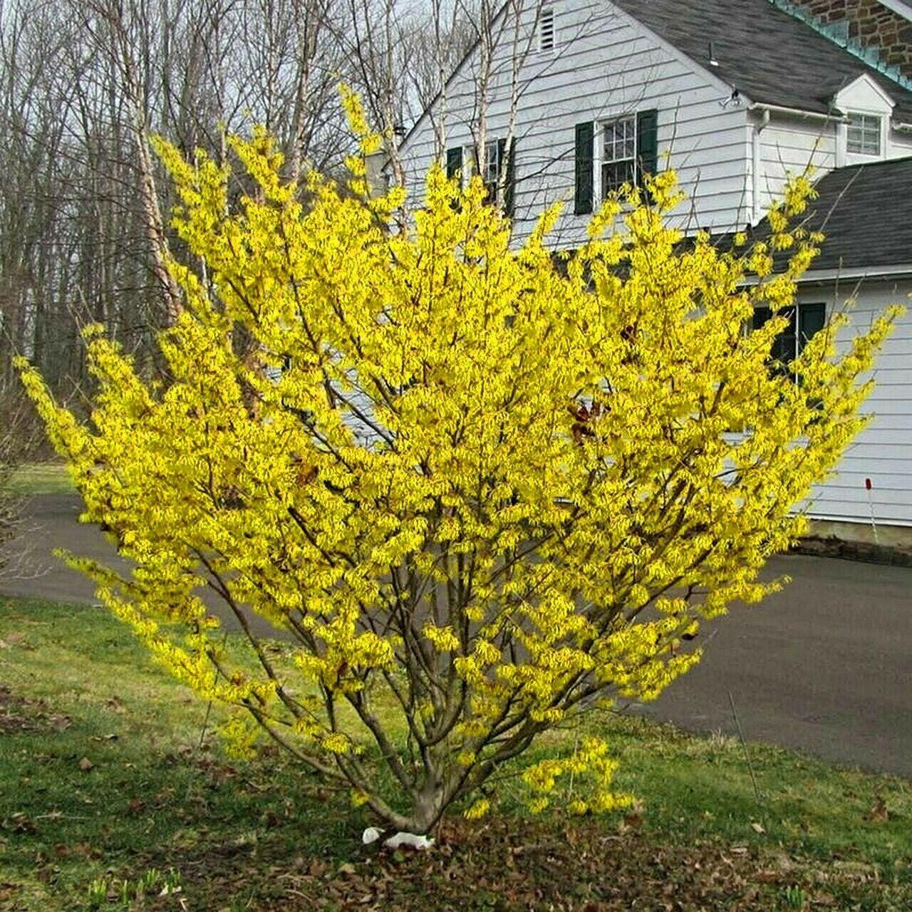 Hamamelis Virginiana - View 1 from www redcrocus com