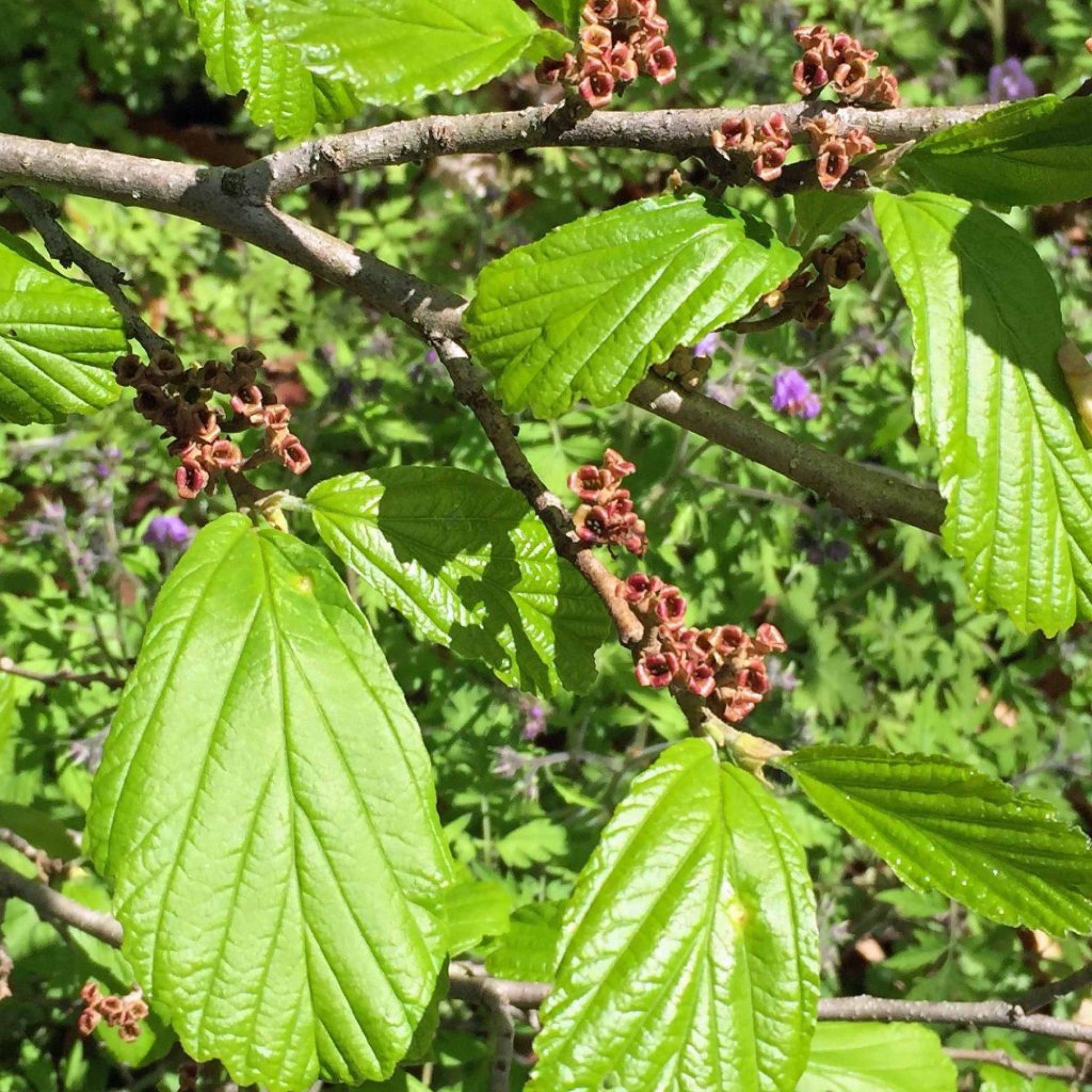 Hamamelis Virginiana - View 5 from www redcrocus com