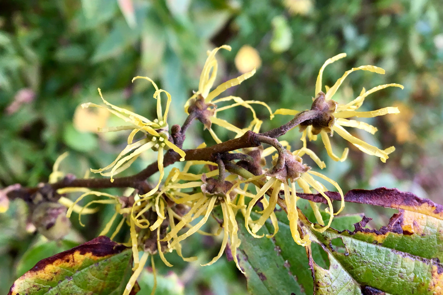 Hamamelis Virginiana - View 6 from www redcrocus com