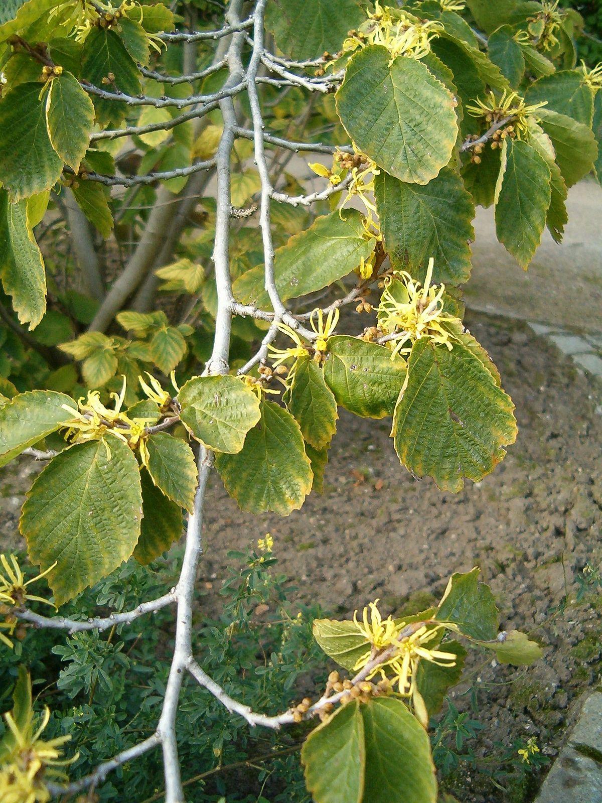 Hamamelis Virginiana - View 7 from www redcrocus com