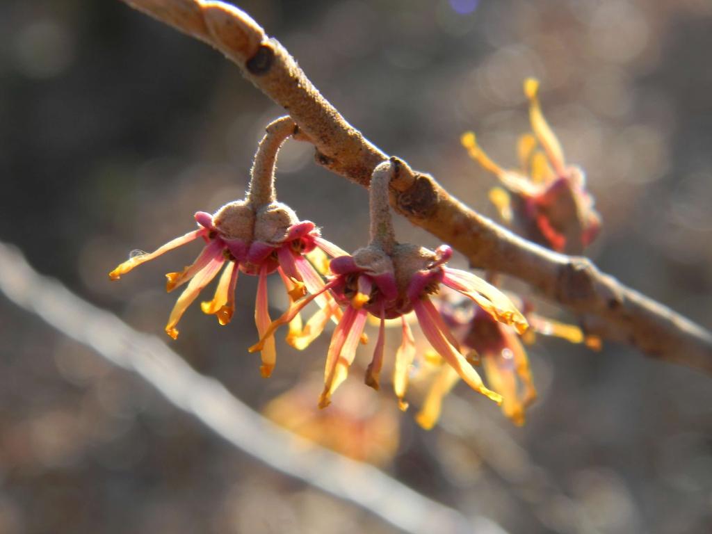 Hamamelis Virginiana - View 10 from www redcrocus com