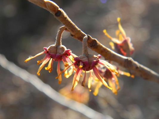 Hamamelis Virginiana - View 10 from www redcrocus com