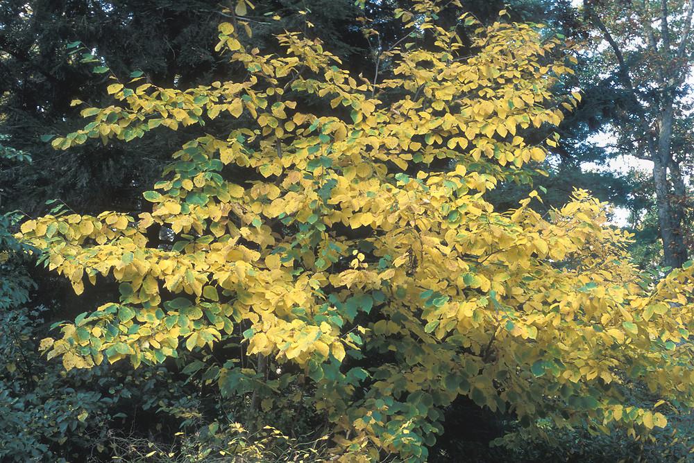 Hamamelis Virginiana - View 13 from www redcrocus com