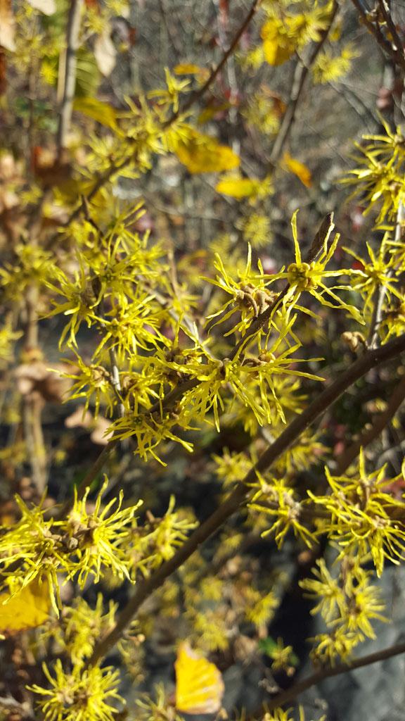 Hamamelis Virginiana - View 16 from www redcrocus com