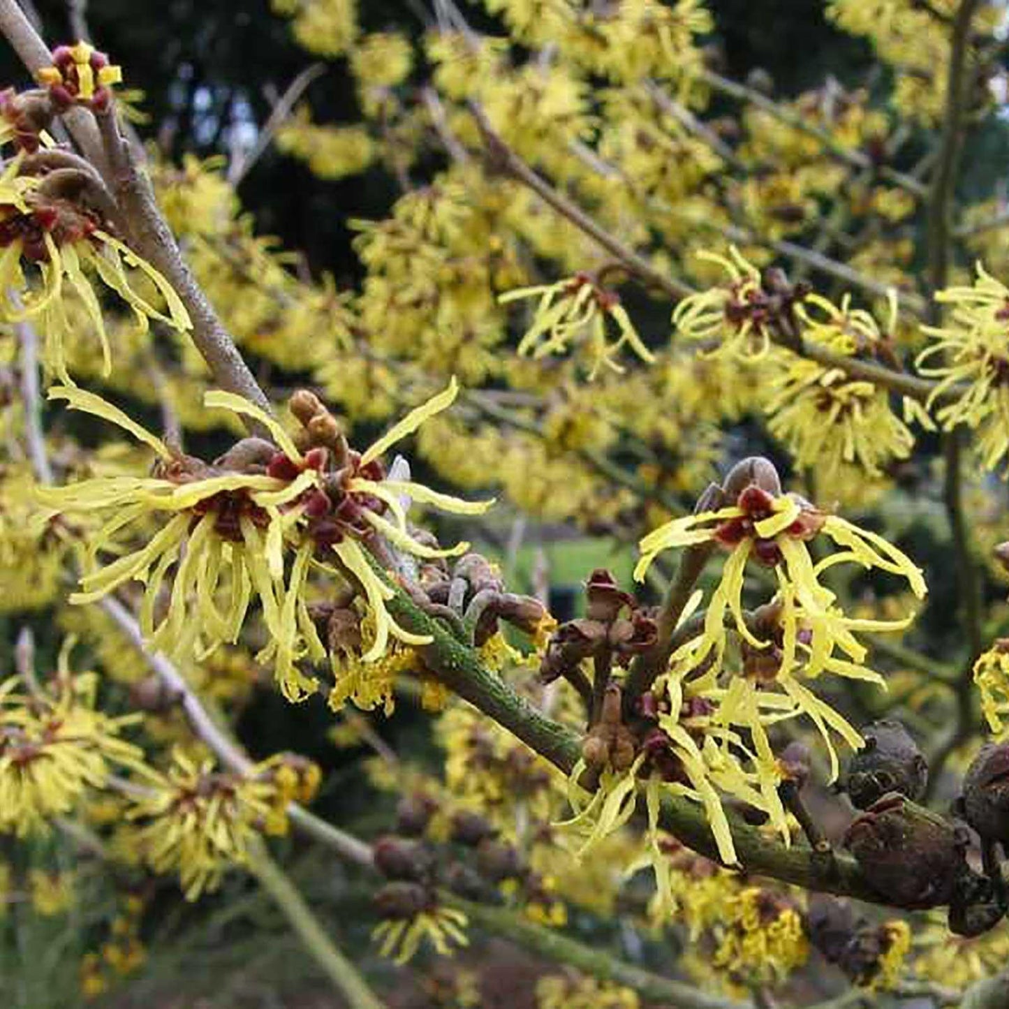Hamamelis Virginiana - View 19 from www redcrocus com