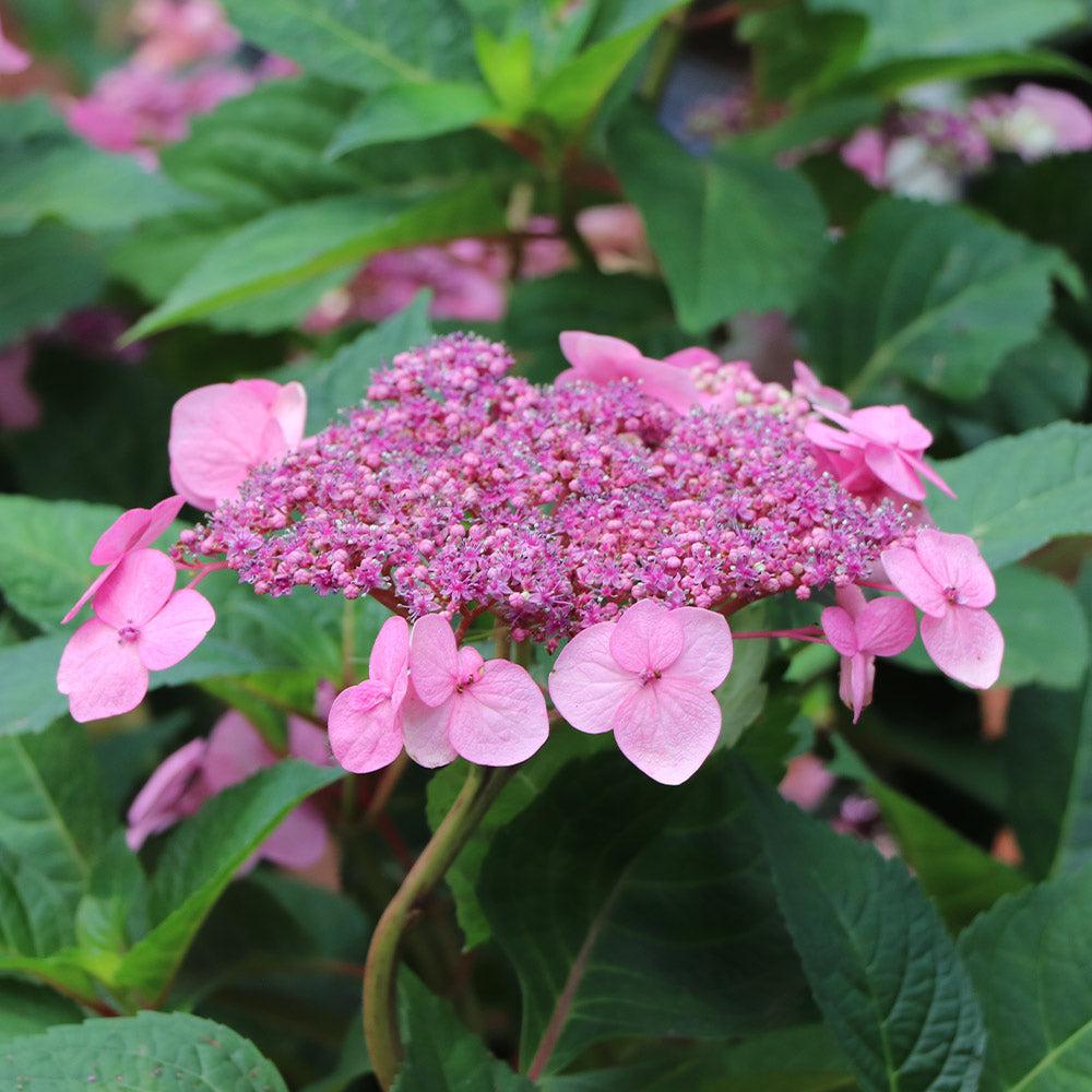 Hydrangea Macrophylla 'twist N Shout' - View 10 from www redcrocus com