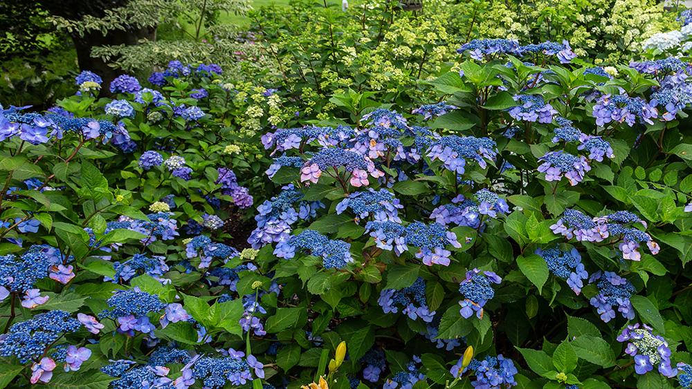 Hydrangea Macrophylla 'twist N Shout' - View 11 from www redcrocus com
