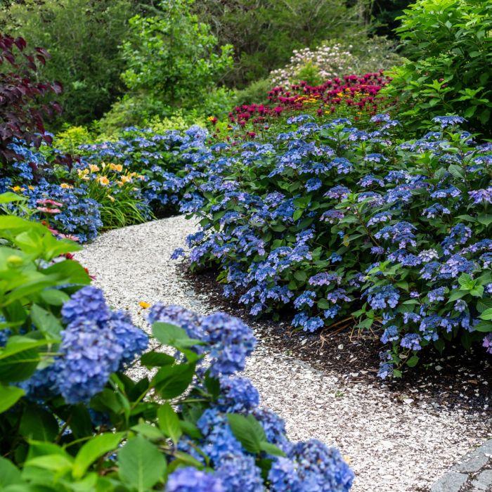 Hydrangea Macrophylla 'twist N Shout' - View 13 from www redcrocus com
