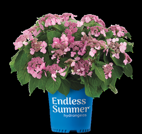 Hydrangea Macrophylla 'twist N Shout' - View 16 from www redcrocus com