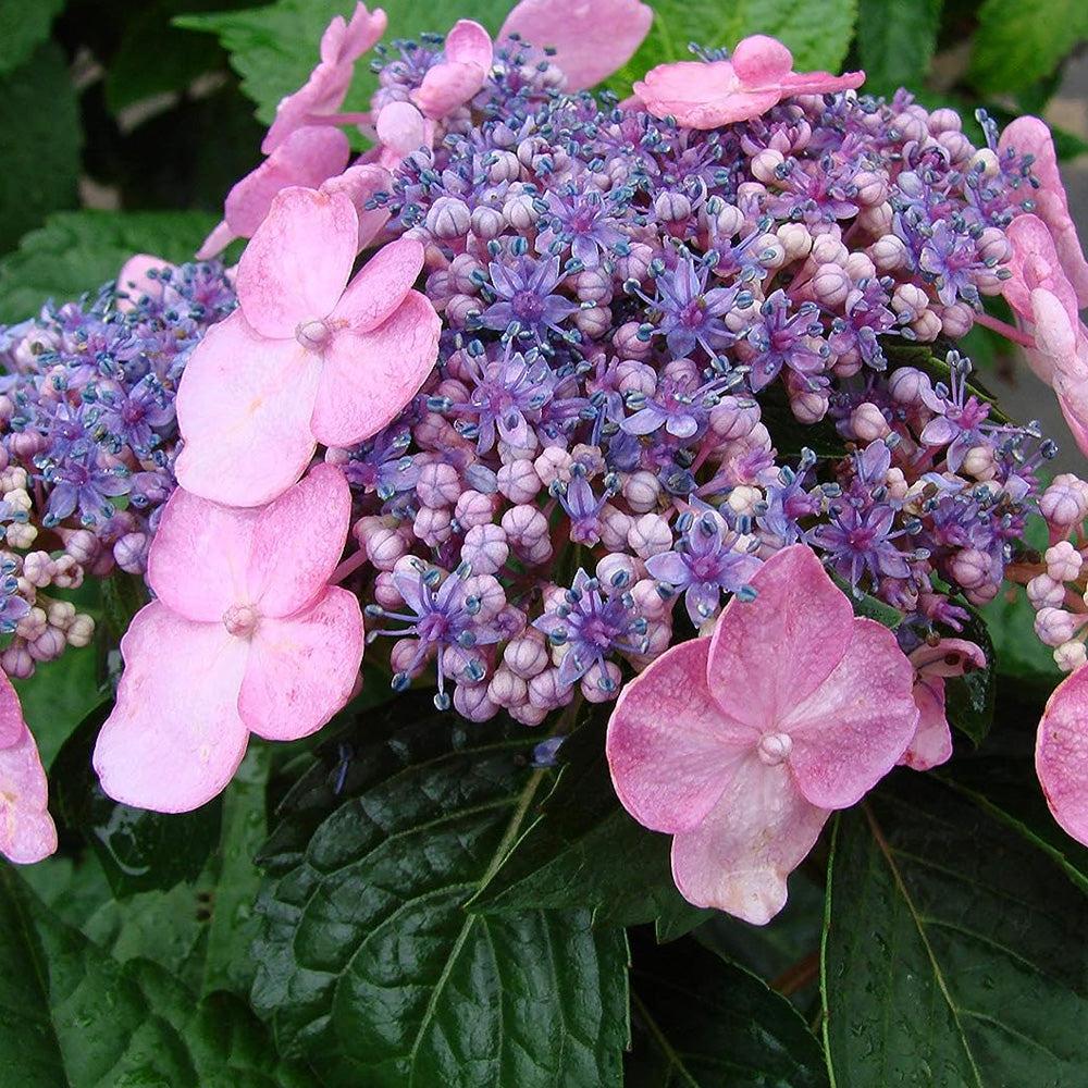 Hydrangea Macrophylla 'twist N Shout' - View 17 from www redcrocus com