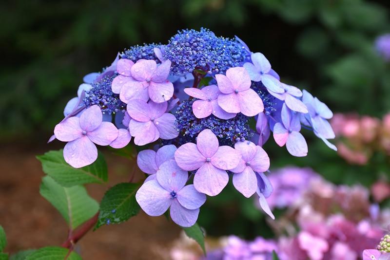 Hydrangea Macrophylla 'twist N Shout' - View 18 from www redcrocus com