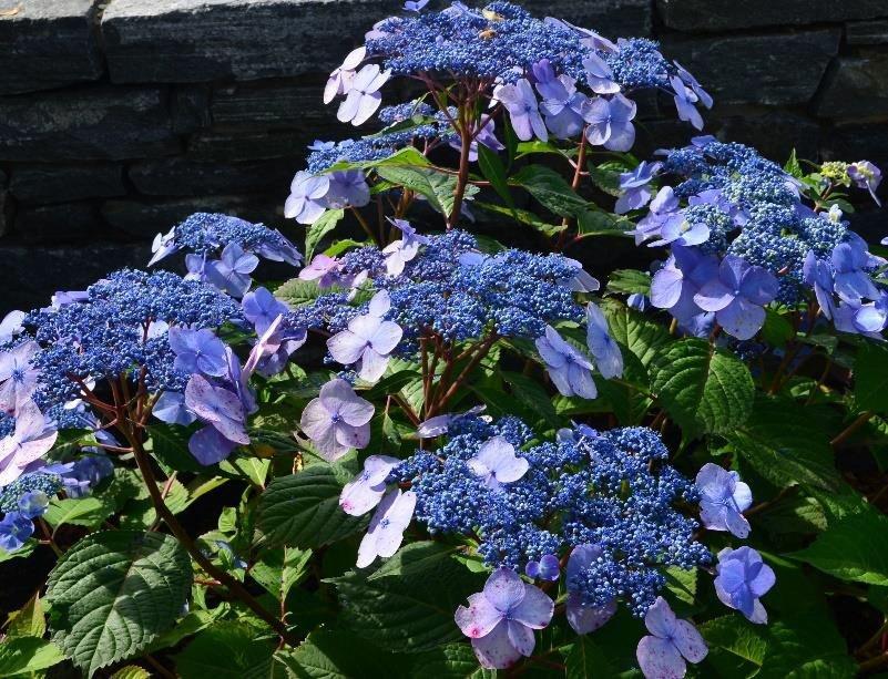 Hydrangea Macrophylla 'twist N Shout' - View 1 from www redcrocus com