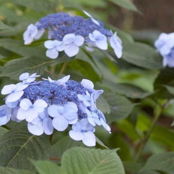 Hydrangea Macrophylla 'twist N Shout' - View 20 from www redcrocus com