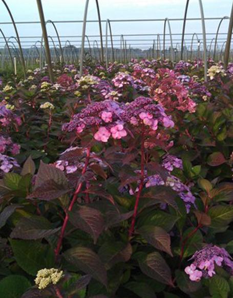 Hydrangea Macrophylla 'twist N Shout' - View 22 from www redcrocus com