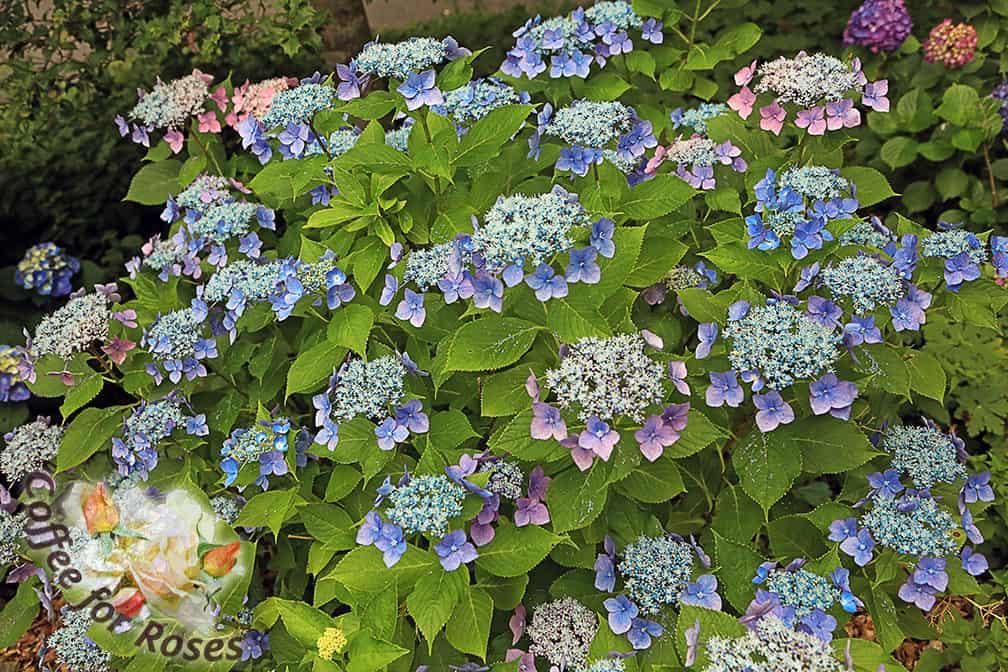 Hydrangea Macrophylla 'twist N Shout' - View 23 from www redcrocus com