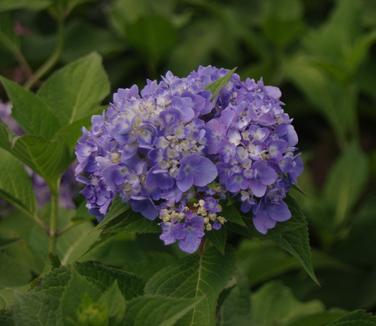 Hydrangea Macrophylla 'twist N Shout' - View 24 from www redcrocus com
