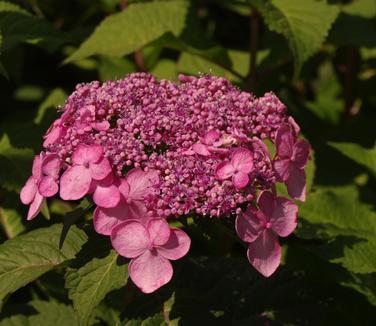 Hydrangea Macrophylla 'twist N Shout' - View 27 from www redcrocus com