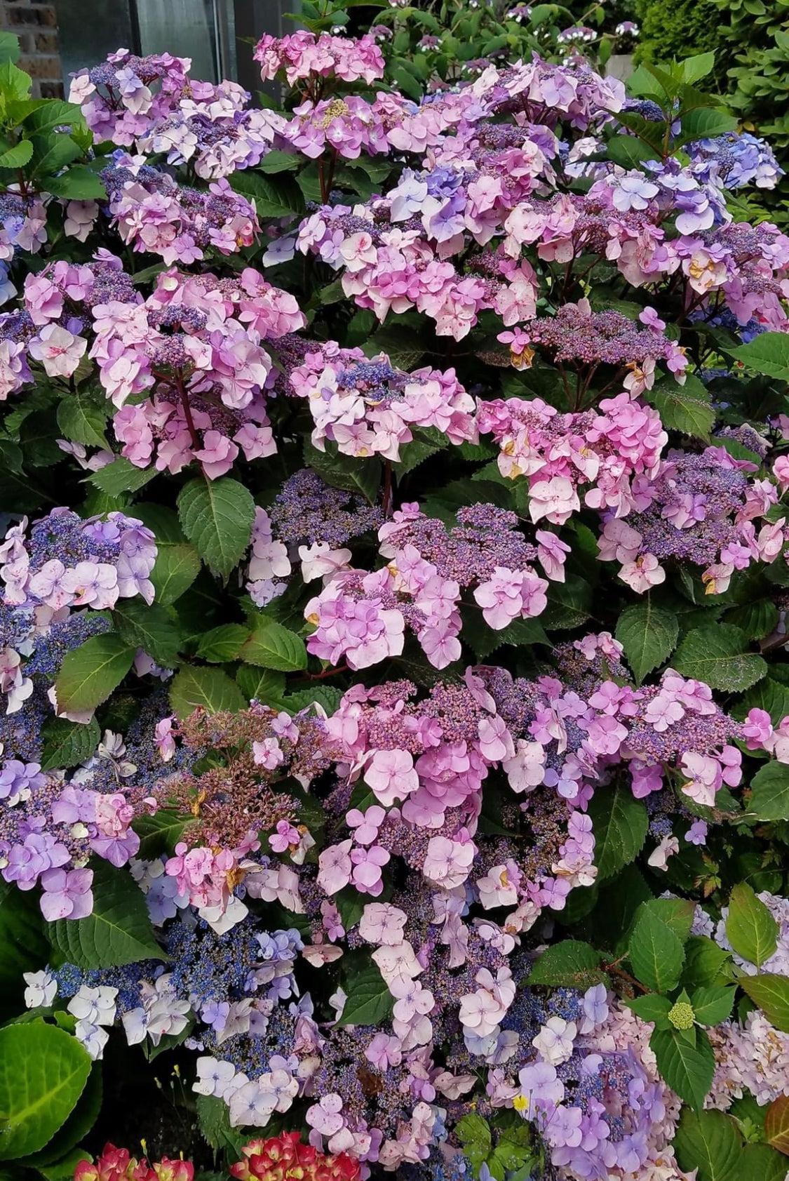 Hydrangea Macrophylla 'twist N Shout' - View 29 from www redcrocus com