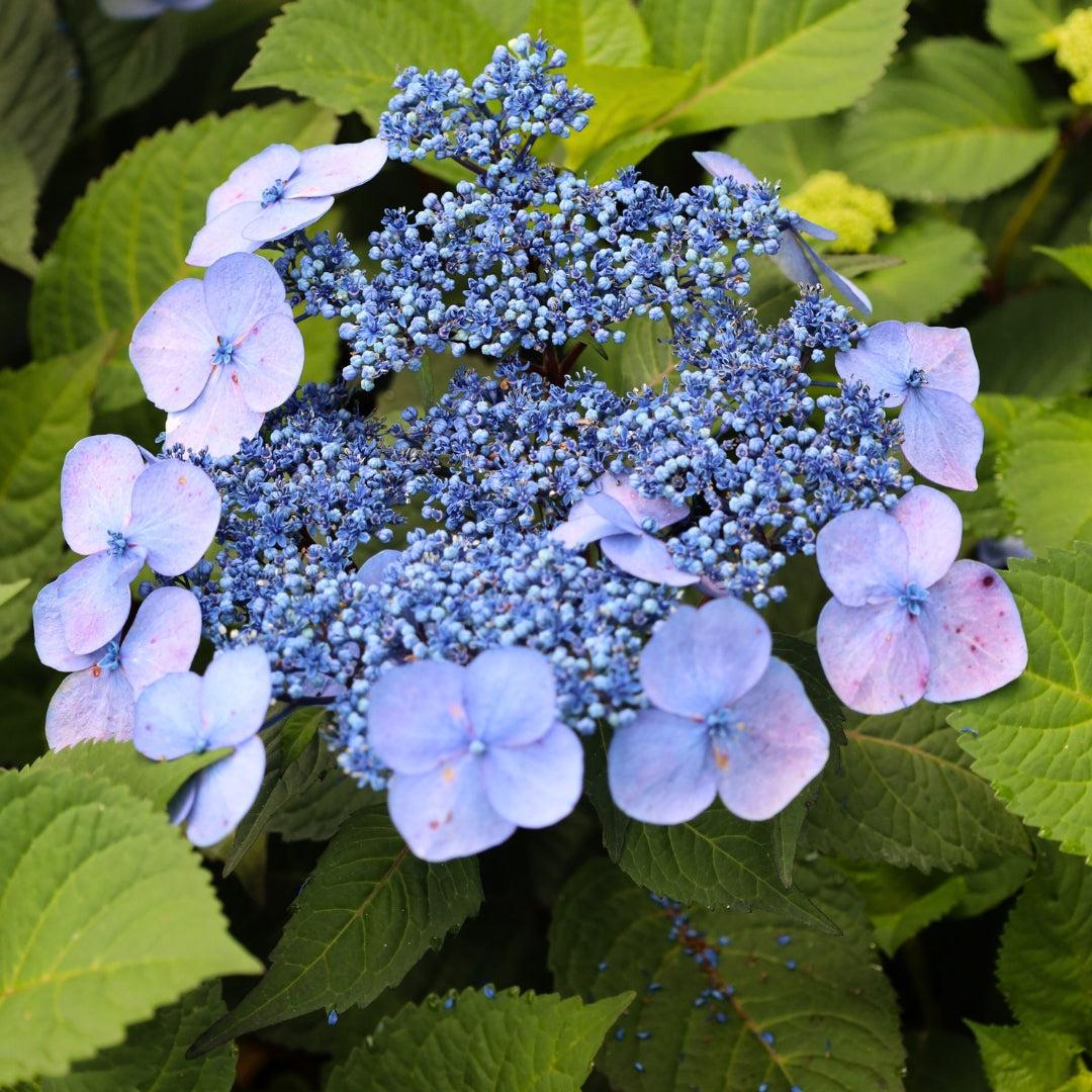 Hydrangea Macrophylla 'twist N Shout' - View 2 from www redcrocus com