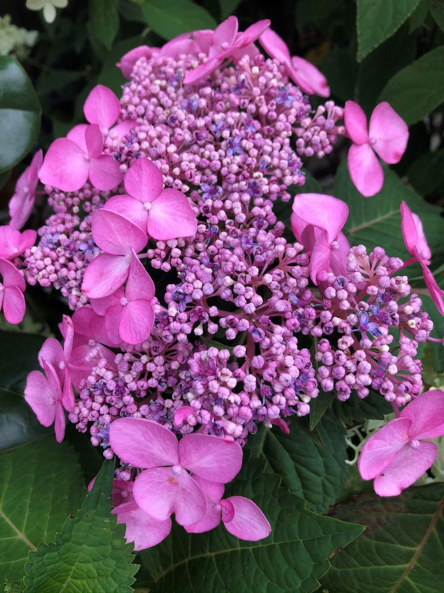 Hydrangea Macrophylla 'twist N Shout' - View 31 from www redcrocus com
