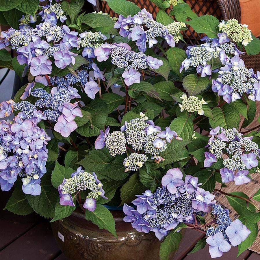 Hydrangea Macrophylla 'twist N Shout' - View 32 from www redcrocus com