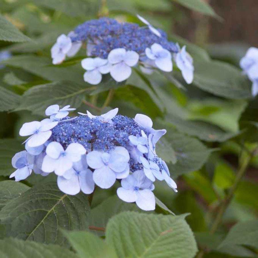 Hydrangea Macrophylla 'twist N Shout' - View 33 from www redcrocus com