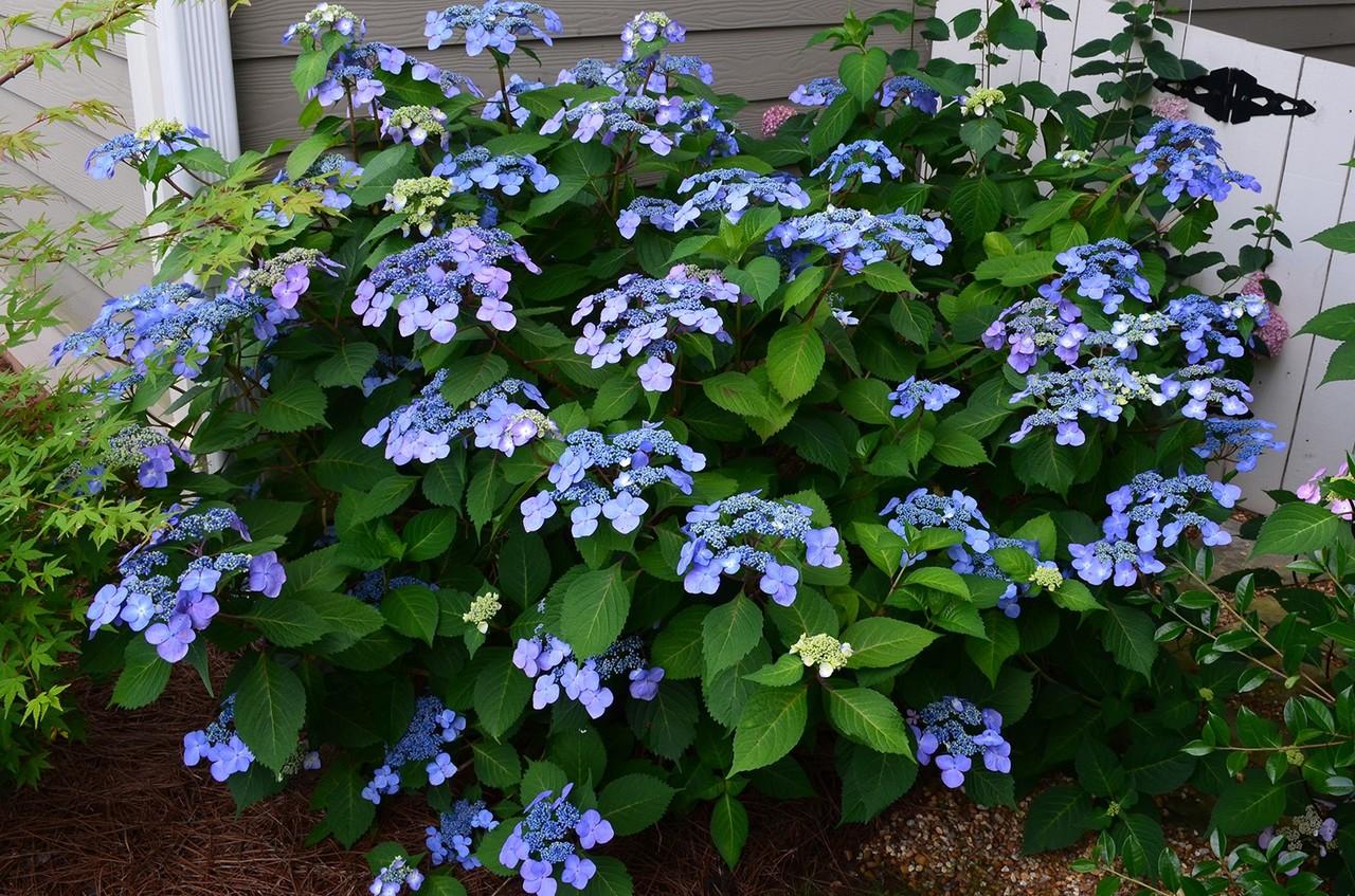 Hydrangea Macrophylla 'twist N Shout' - View 34 from www redcrocus com