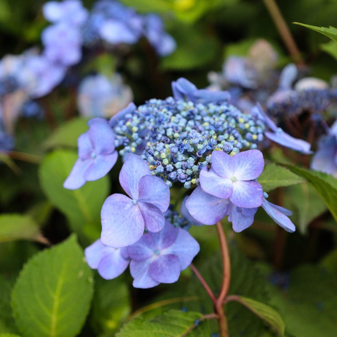 Hydrangea Macrophylla 'twist N Shout' - View 35 from www redcrocus com