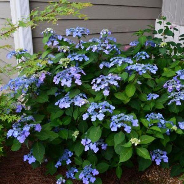 Hydrangea Macrophylla 'twist N Shout' - View 36 from www redcrocus com