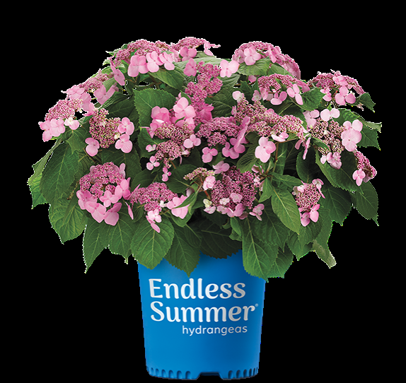 Hydrangea Macrophylla 'twist N Shout' - View 3 from www redcrocus com