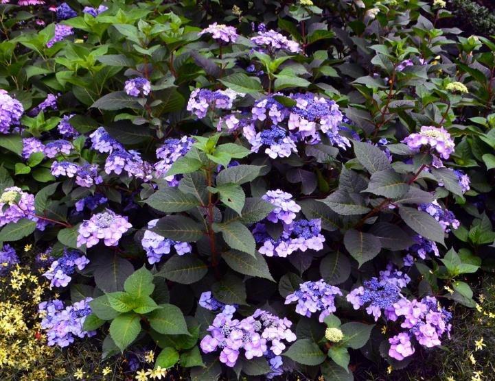Hydrangea Macrophylla 'twist N Shout' - View 4 from www redcrocus com