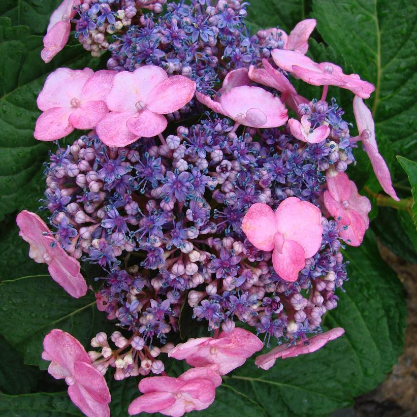 Hydrangea Macrophylla 'twist N Shout' - View 7 from www redcrocus com