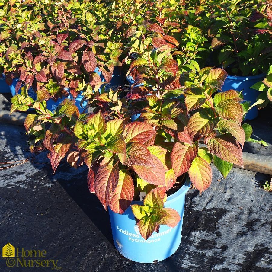 Hydrangea Macrophylla 'twist N Shout' - View 9 from www redcrocus com