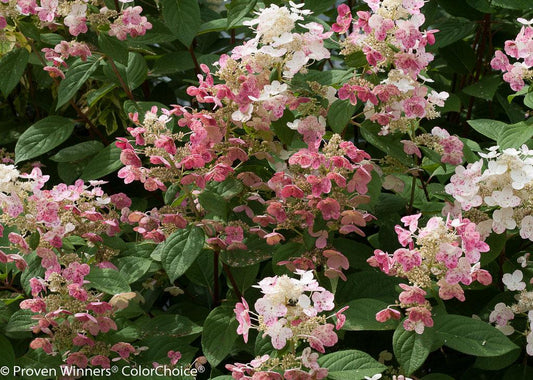 Hydrangea Paniculata Quick Fire - View 1 from www redcrocus com