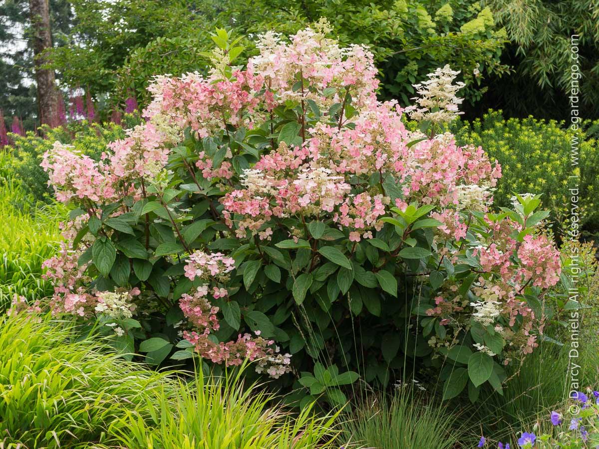 Hydrangea Paniculata Quick Fire - View 8 from www redcrocus com
