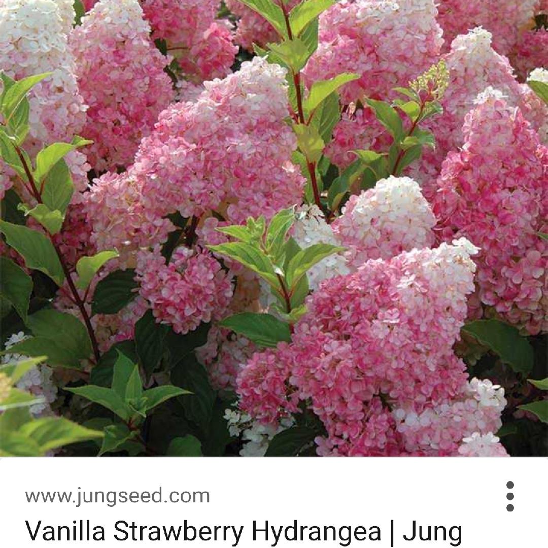 Hydrangea Paniculata Vanilla Strawberry - View 14 from www redcrocus com