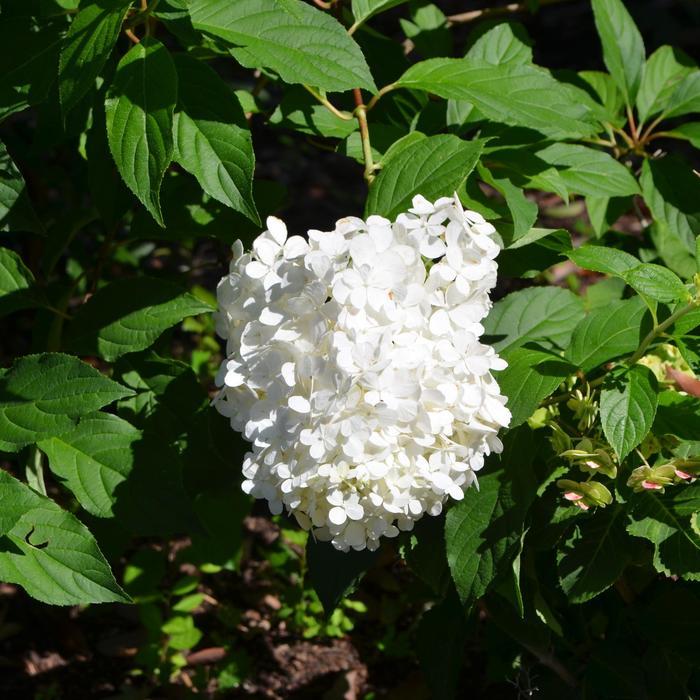 Hydrangea Paniculata Vanilla Strawberry - View 19 from www redcrocus com