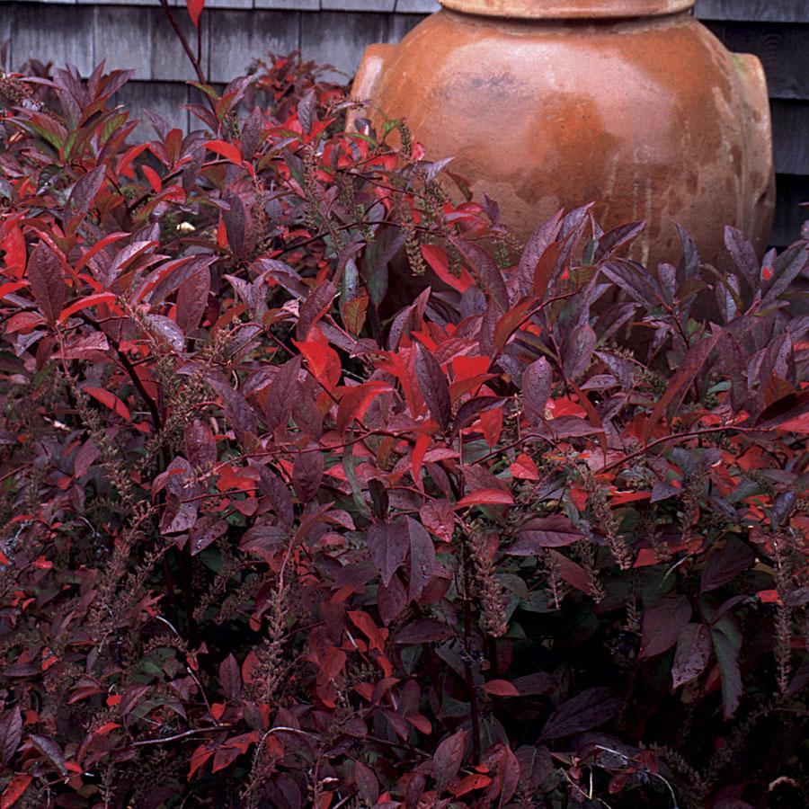 Itea Virginica Henry S Garnet - View 12 from www redcrocus com
