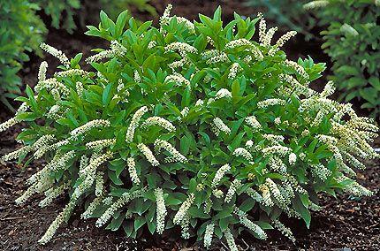 Itea Virginica Henry S Garnet - View 18 from www redcrocus com