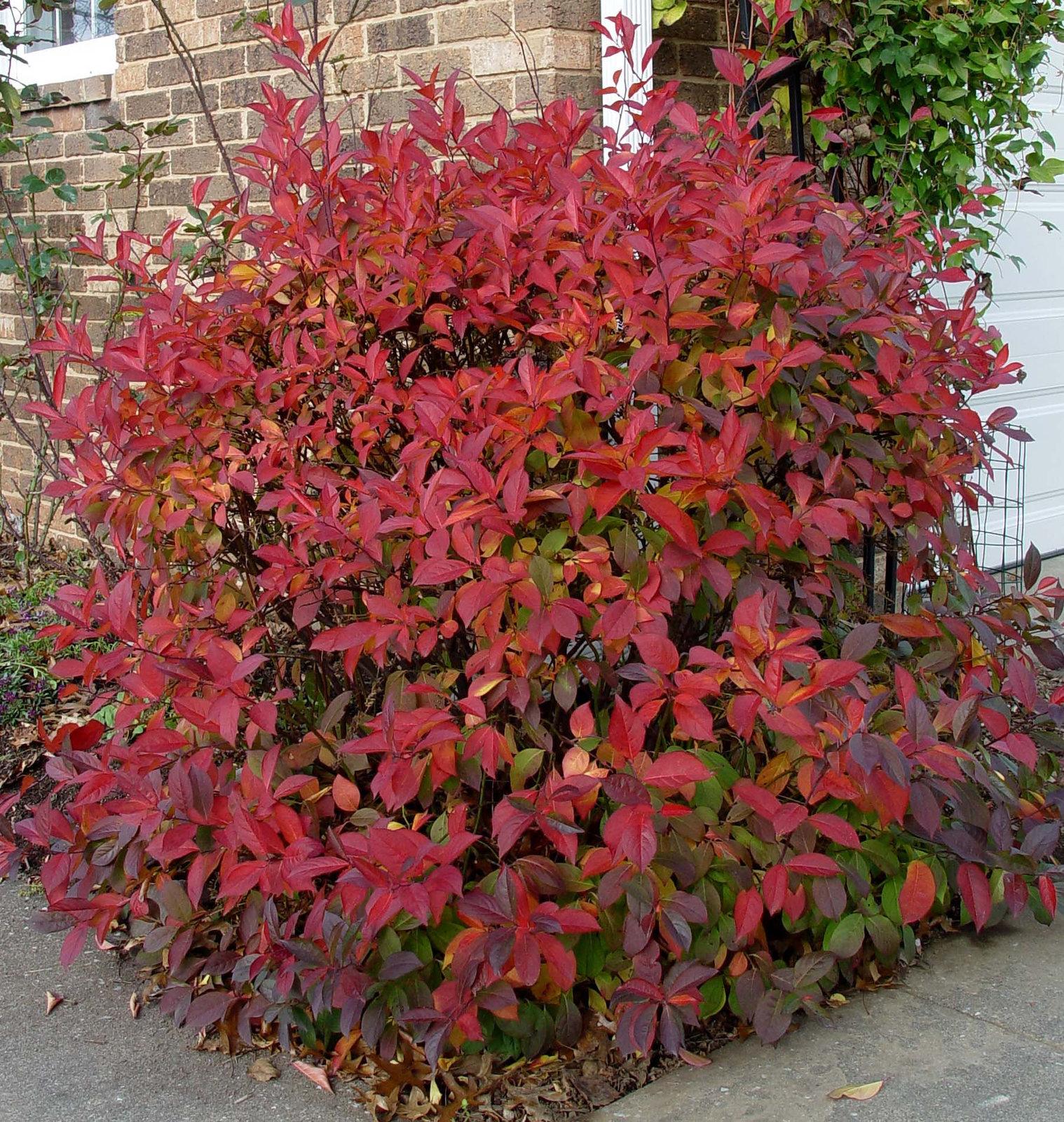 Itea Virginica Henry S Garnet - View 2 from www redcrocus com