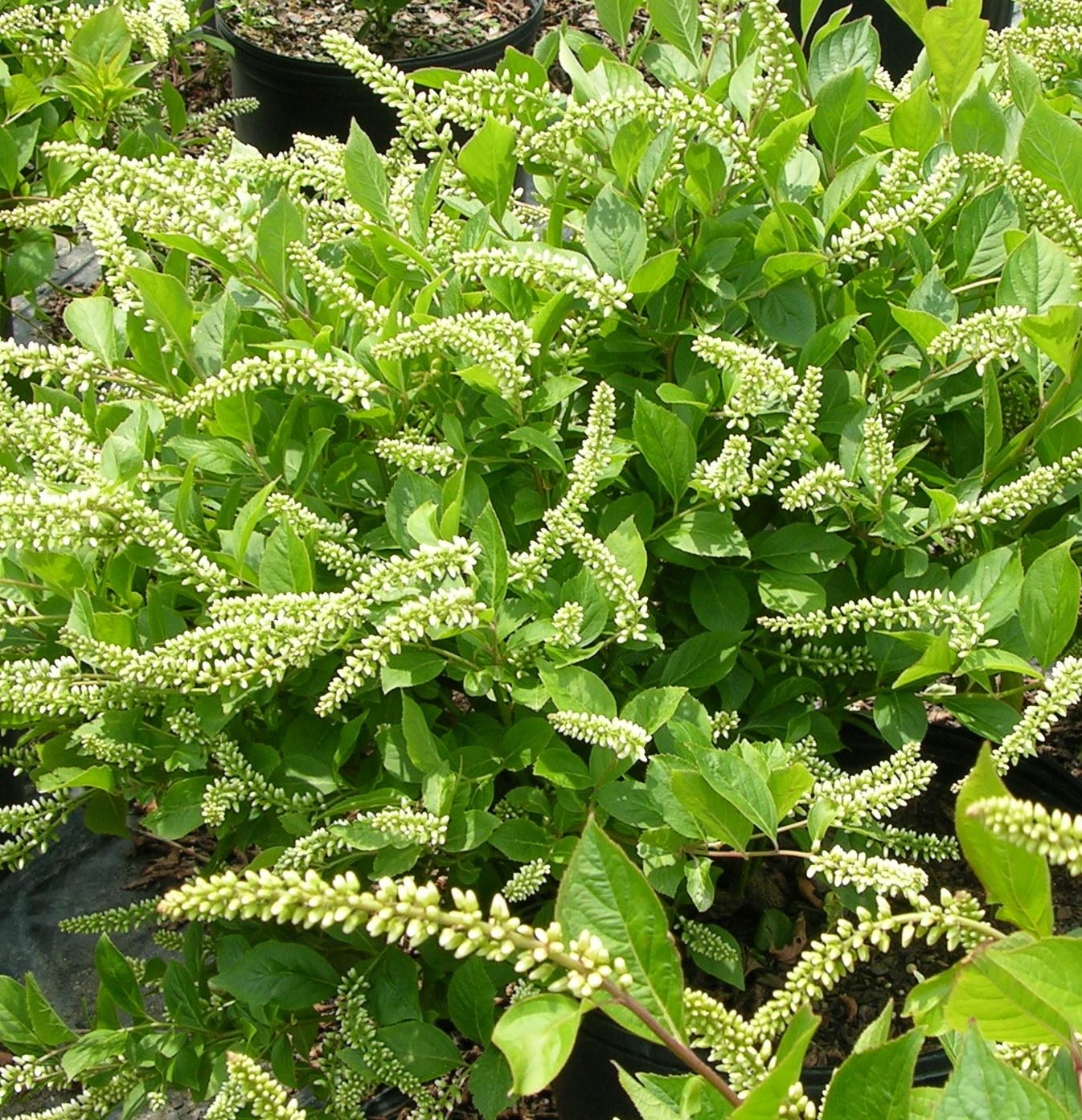 Itea Virginica Henry S Garnet - View 4 from www redcrocus com