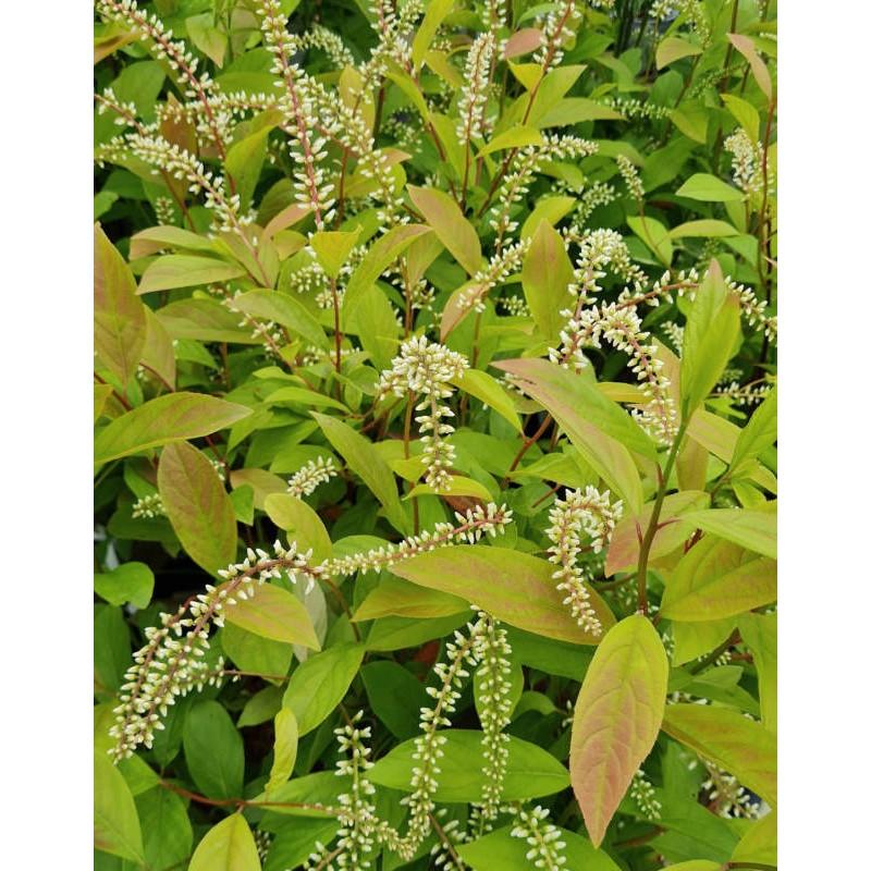 Itea Virginica Henry S Garnet - View 5 from www redcrocus com