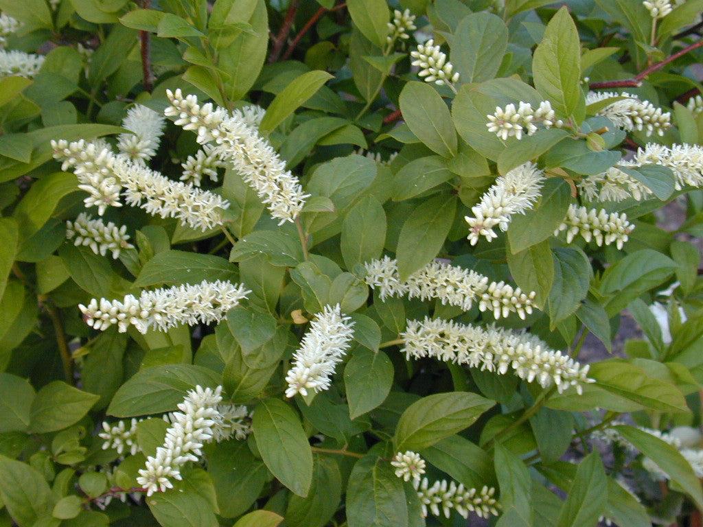Itea Virginica Henry S Garnet - View 7 from www redcrocus com
