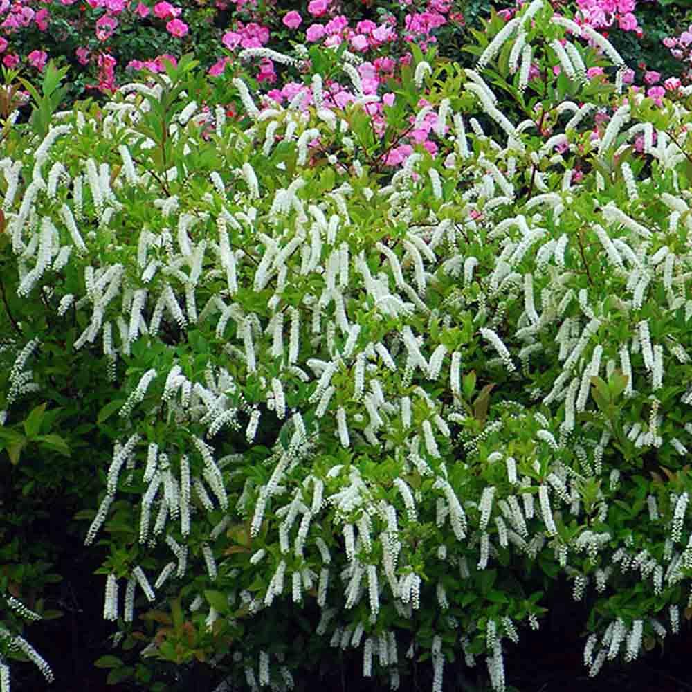 Itea Virginica Henry S Garnet - View 8 from www redcrocus com